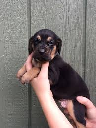 Black And Tan Bloodhound Puppy Litter Of 9 Bloodhound Puppies For Sale In Dearing Ga Adn 28638 On Puppyfinder Com Gender Male S And Fema Bloodhound Puppies Puppies For Sale Hound Puppies