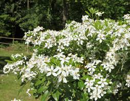 12 arbustes parfumes pour un jardin odorant toute l annee www.promessedefleurs.com. Arbres Et Arbustes Plantation Taille Et Conseils D Entretien