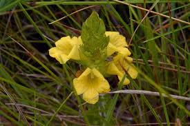 Image result for Alectra sessiliflora