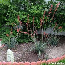 But like yucca, it grows well in hot arid areas. Red Yucca A Gorgeous Long Blooming Perennial Garden Sanity By Pet Scribbles