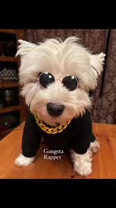 Pickles is a Westie with many talents—among them is Gangsta Rapping ❤️