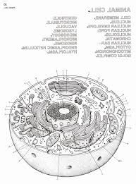 14 photos of the plant and animal cell coloring worksheets. Coloring Animal Cell Worksheet Inspirational Plant Cell Coloring Cells Worksheet Plant And Animal Cells Animal Cell Drawing