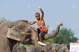 Mahut und elefant arbeiten soweit möglich jahrzehntelang zusammen. Surin November 21 Mahout Reiten Auf Den Stamm Der Seinen Elefanten Wahrend Der Jahrlichen Elephant Roundup 21 November 2010 In Surin Thailand Lizenzfreie Fotos Bilder Und Stock Fotografie Image 8322186