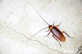 Se trovi qualche esemplare in casa puoi innanzitutto controllare il tuo animale domestico e vedere se hanno addosso delle pulci che saltano. Rimedi Naturali Contro Gli Scarafaggi In Casa Non Sprecare