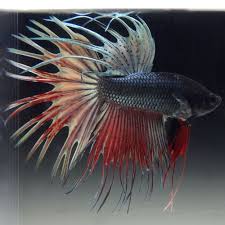 Live Betta Fish Male Copper Crowntail Betta Fish Betta Fish Pet