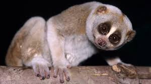 The Slow Loris Is a Cuddly-looking Primate With a Toxic Bite | HowStuffWorks