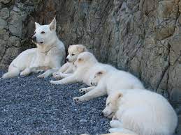 The american alsatian is a modern dog breed that was first bred in 1987 by lois schwarz. Wolf Hybrid Pups Sire Is White Arctic Wolf Mixed With White German Shepard And Samoyed The Dam Is Mostly Ar White German Shepherd Wild Dogs Malamute Puppies