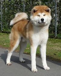 Japanese Akita Inu Info Temperament Puppies Pictures Akita Dog Japanese Akita Akita