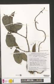 Image result for Clitandra cymulosa