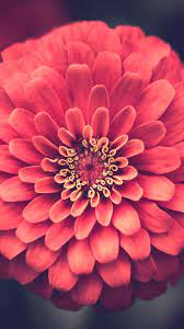 2160x3840 Wallpaper Zinnia Petals Close Up Flowers Zinnias Zinnia Flowers