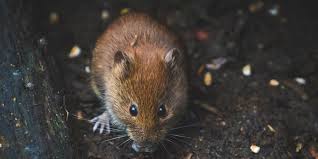 Pest control zone is dedicated to helping you get rid of nasty pests as quickly and safely as possible. Get Rid Of Mice Fast Mice Removal Essex Pest Id Pest Control