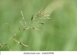 Image result for Eriochloa stapfiana