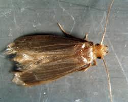 Motten Ratgeber Motten Bestimmen Und Bekampfen Kleinlogel Gmbh Schadlingsbekampfung