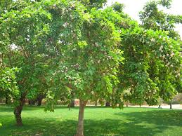 Image result for Millettia