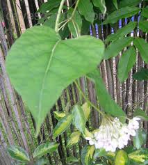 Image result for Marsdenia