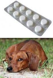 Is It Safe To Use Best Friends Dogs Amazing Women