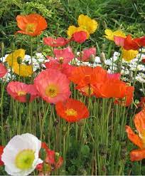 The Meadow Pastels Poppy Mixture Papaver Nudicaule Aka Iceland Poppies Our Meadow Pastels Poppy Mixture Has Beautiful Silke Poppies Icelandic Poppies Papaver