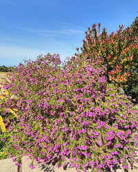 Image result for Polygala virgata