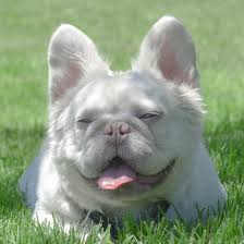 Sweet as pie and extremely beautiful. Pinerock French Bulldogs Home Facebook
