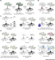 Rootstocks Diversity Domestication And Impacts On Shoot Phenotypes Trends In Plant Science