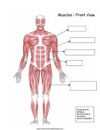 The core muscles are those in the abdomen, back, and pelvis, and they also stabilize the body and assist in tasks, such as lifting weights. Front View Muscles Worksheet Homeschool Helper Online Muscle Diagram Human Body Muscles Human Muscular System