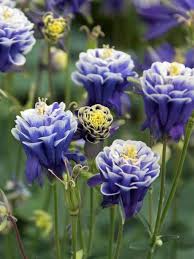 Columbine flower is a common the blue columbine flower produces lots and lots of seeds. Aquilegia Double Dark Blue White Bluestone Perennials