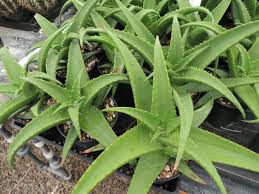 Image result for Aloe spicata