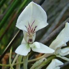 Image result for Disa brevicornis