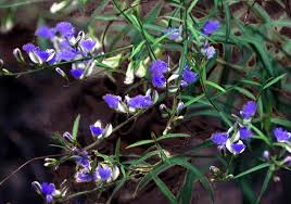 Image result for Polygala schinziana