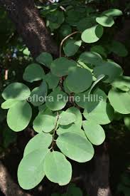 Image result for Cleistanthus schlechteri