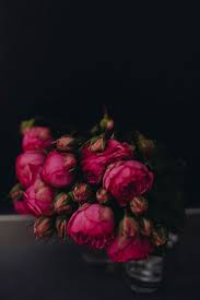 We did not find results for: Inspired By Hot Pink And Black Moodiness Beautiful Flowers Pretty Flowers Beautiful Blooms