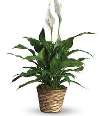 Send Flowers in Tribute of Jack Edward Beam Jr.