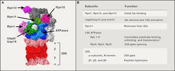 Check spelling or type a new query. The Logic Of The 26s Proteasome Sciencedirect