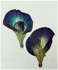 Image result for Clitoria ternatea