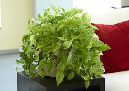 Maybe you would like to learn more about one of these? Pothos Better Homes Gardens