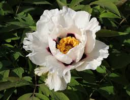There are different peony varieties depending on their size, color, and texture. Tree Peony Wikipedia