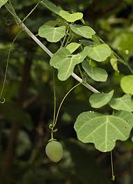 Image result for Adenia zambesiensis