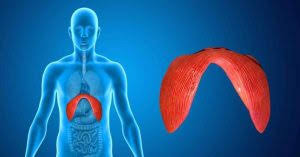 Lay on your back and put 1 hand on your belly and the other hand on your chest. How To Sing From Your Diaphragm Sound Check Lab