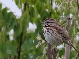 Song Sparrow Identification All About Birds Cornell Lab Of