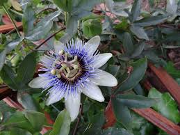 Image result for Basananthe longifolia