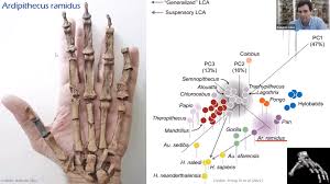 Naledi's brain was no bigger than an orange, scientists say. Homo Naledi Nutcracker Man