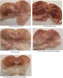Image result for Sarcocephalus pobeguinii