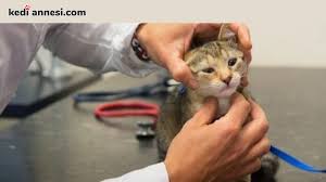 Kedi Hastaliklari Ve Asilama Gerektiren Durumlar Kediannesi Com