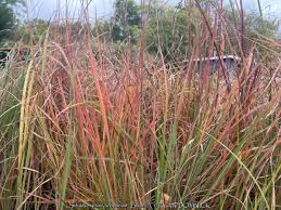 Image result for Schizachyrium claudopus
