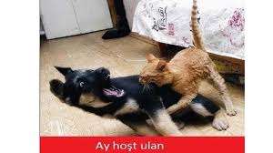 Kedilerin Ruyasi Mart Ayi Capsleri Youtube