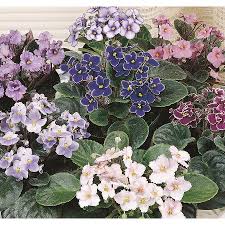 Image result for Otomeria