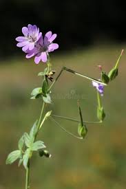 Image result for Geraniaceae