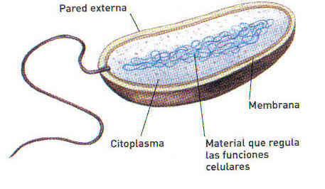 Citoplasma