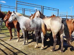 Giddy-up! 🤠Wild horses...
