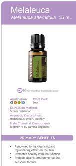 Doterra Melaleuca Essential Oil Uses Tea Tree Best Essential Oils Fennel Essential Oil Marjoram Essential Oil Lime Essential Oil